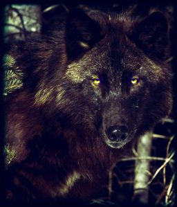 bethany shaw owned photo edited