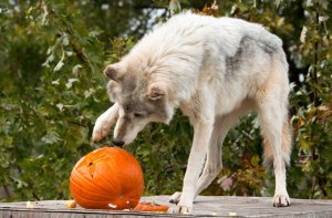 wolves-pumpkins-marion
