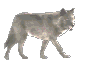 Walking_wolf_left_white